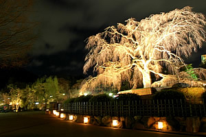 祇園 円山公園 夜桜ライトアップ 祇園商店街振興組合